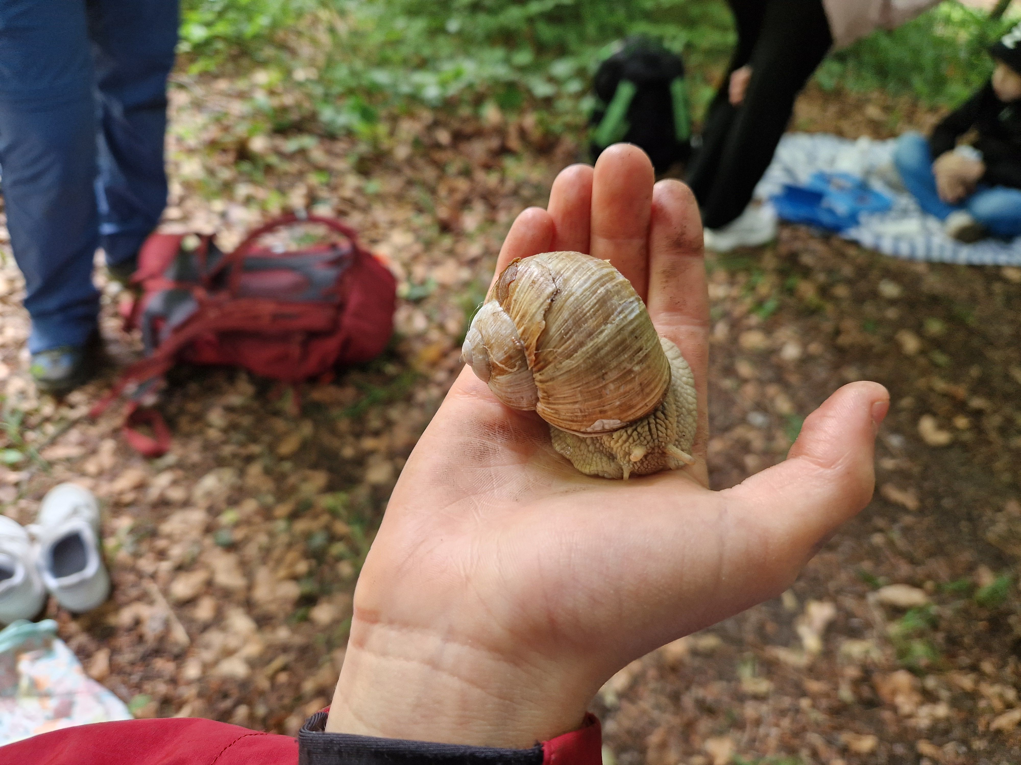Weinbergschnecke (Helix pomatia)