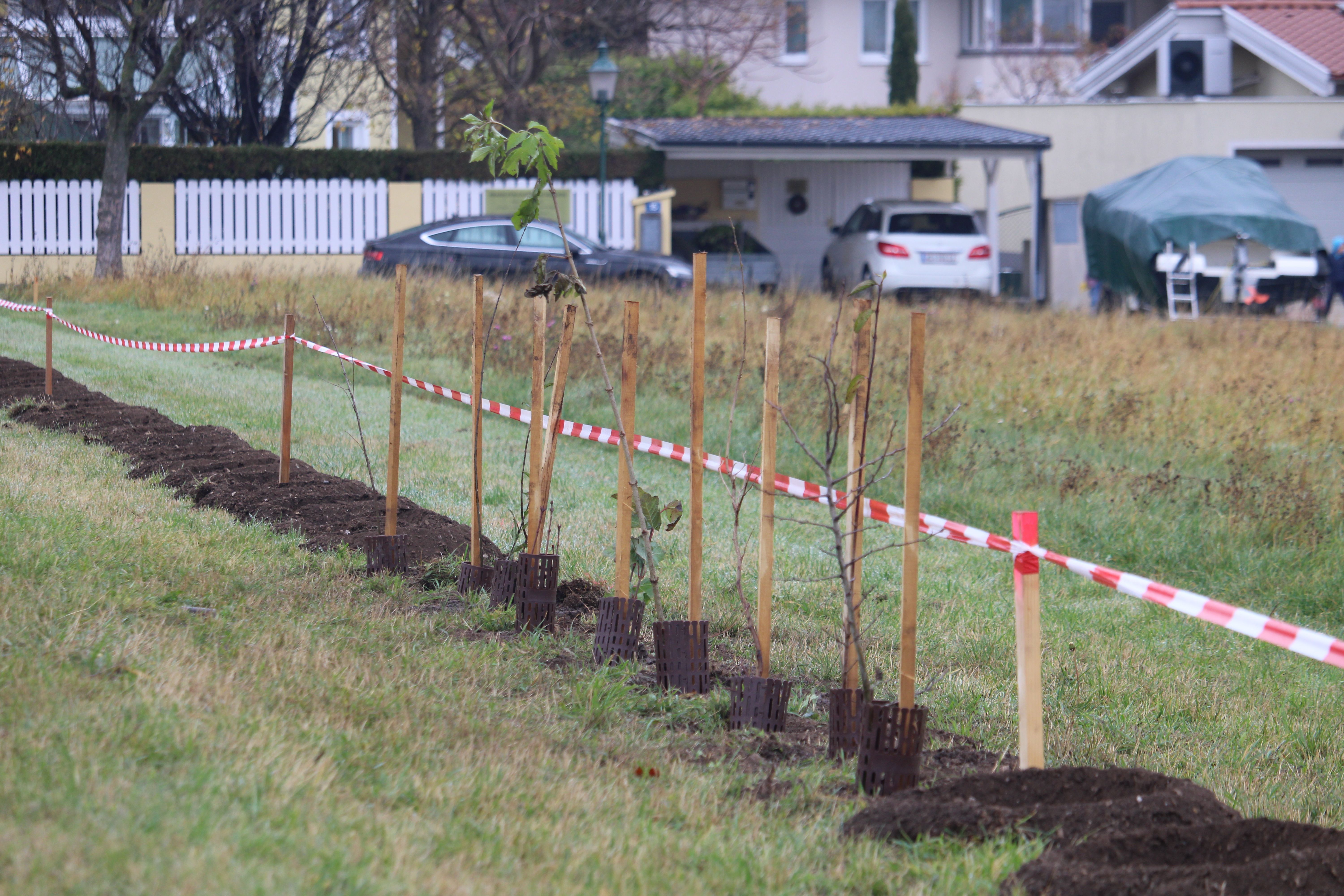 Reihe mit Löchern für Heckenpflanzung und bereits eingesetzte Gehölze.