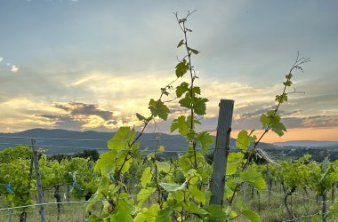 WeinstockBrunnerBerg, © EWeiszEmesz