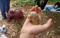 Weinbergschnecke (Helix pomatia)