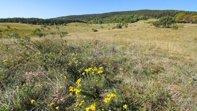 Perchtoldsdorfer Heide, © BPWW/N. Novak