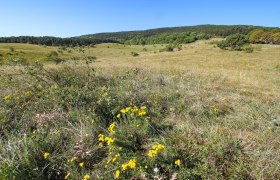 Perchtoldsdorfer Heide, © BPWW/N. Novak