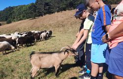 Kinder streicheln eine Ziege auf der Gießhübler Heide