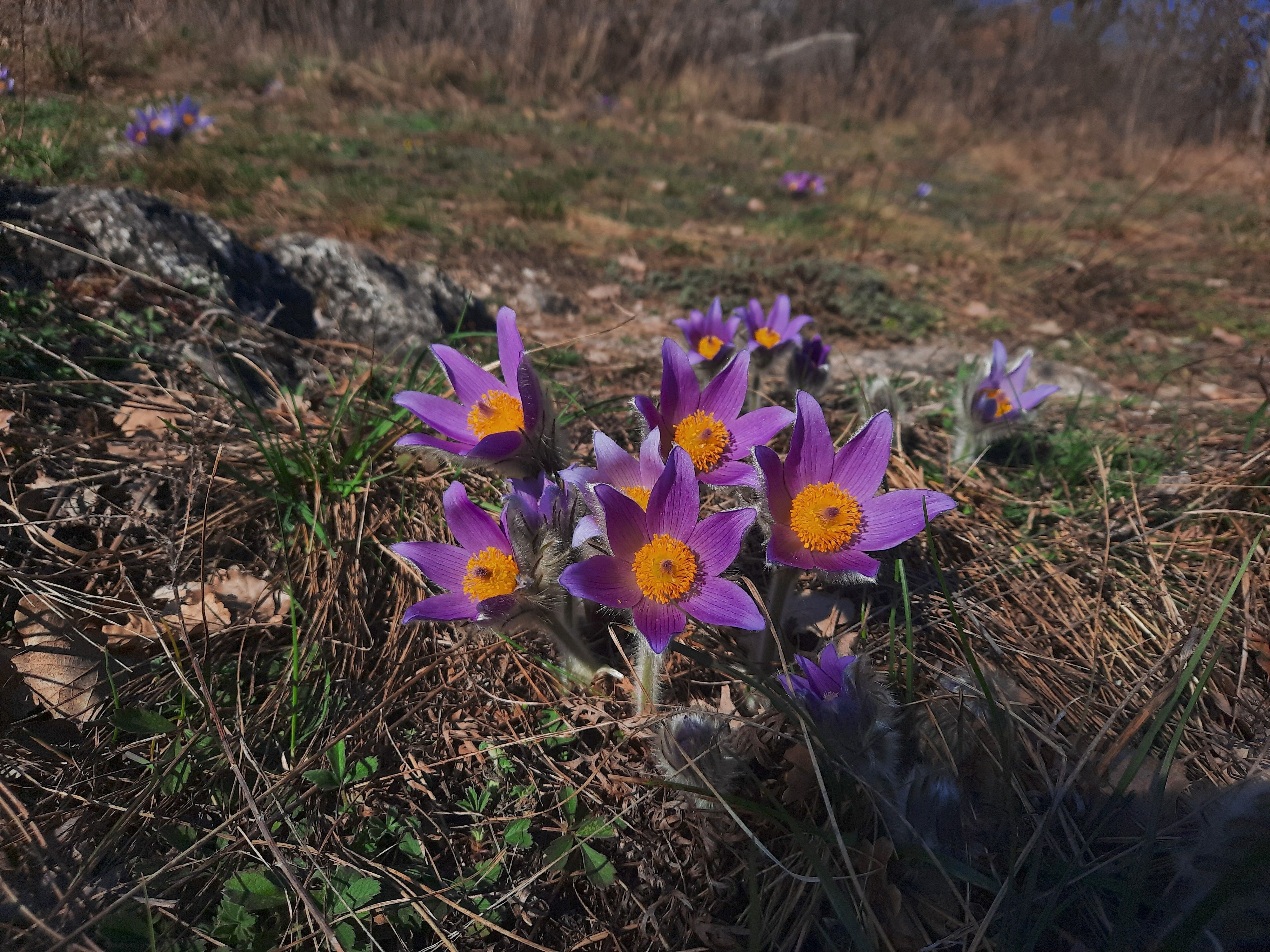 Große Kuhschelle (Pulsatilla grandis)