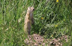 Europäische Ziesel (Spermophilus citellus)