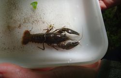 Signalkrebs (Pacifastacus leniusculus)