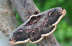 Wiener Nachtpfauenauge (Sa­tu­r­n­ia pyri)