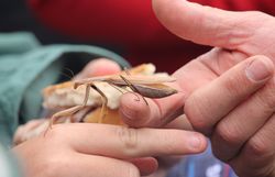 Europäische Gottesanbeterin (Mantis religiosa)
