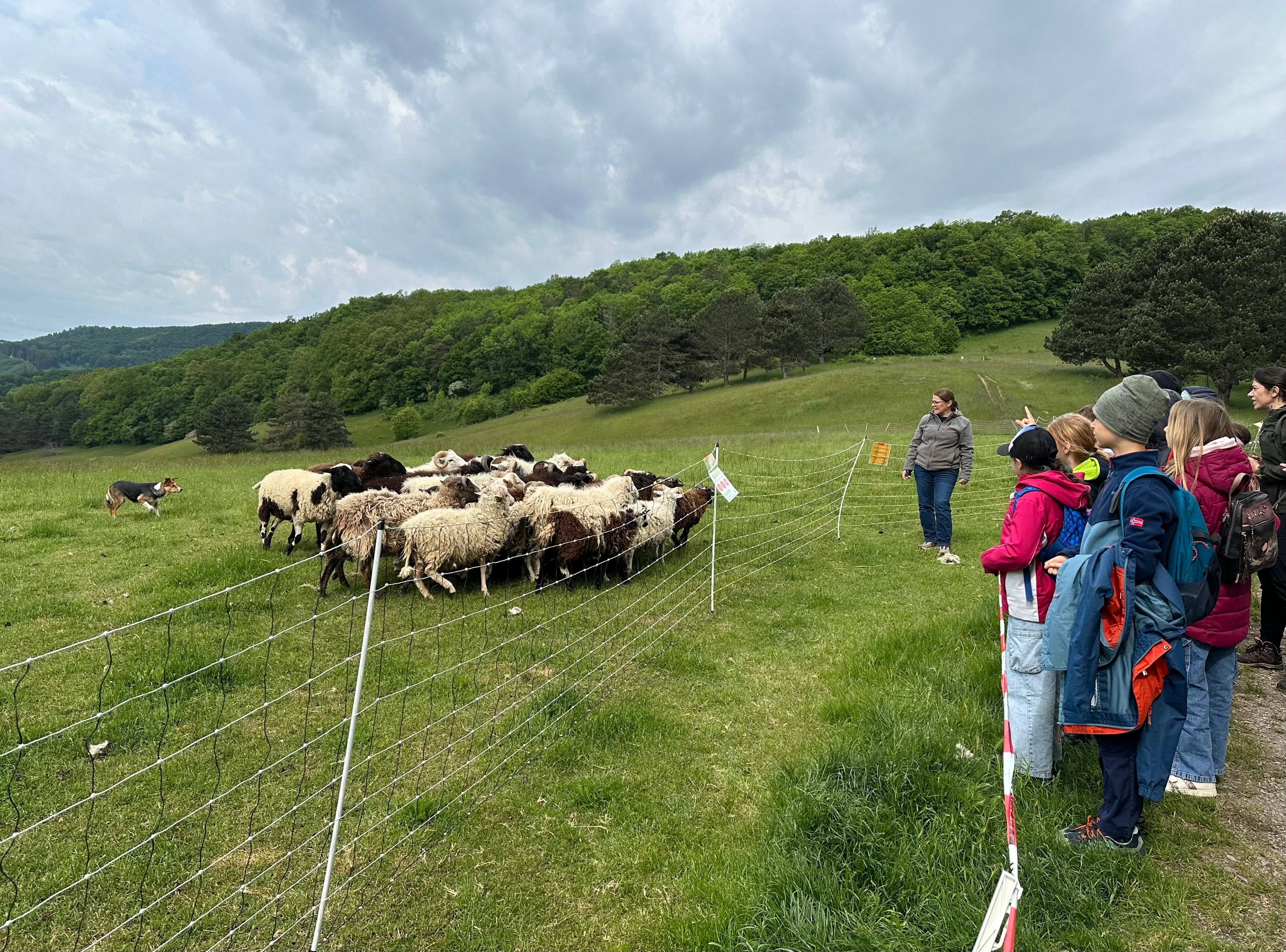Kinder beobachten Schafe und lauschen den Erzählungen von Schäferin Christa Veits.
