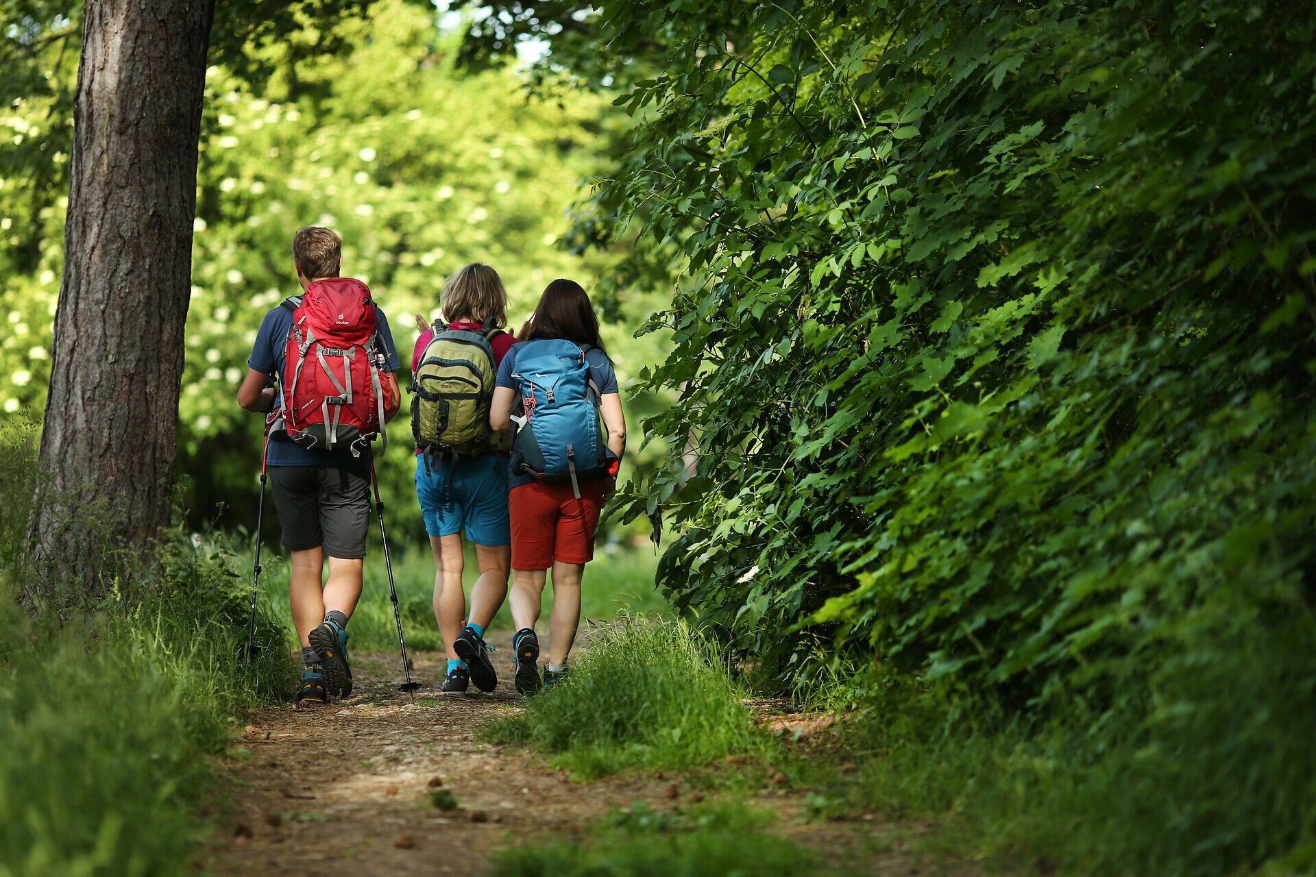Drei Wanderer genießen die frische Luft und die üppige Natur auf ihrem Weg durch die malerische Landschaft. Umgeben von hohen Bäumen und dem sanften Licht der Sonne, erleben sie die Ruhe und den Frieden, die diese Pilgerwanderung bietet.