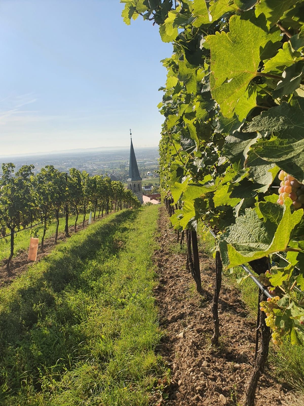 WeinWanderWeg Gumpoldskirchen