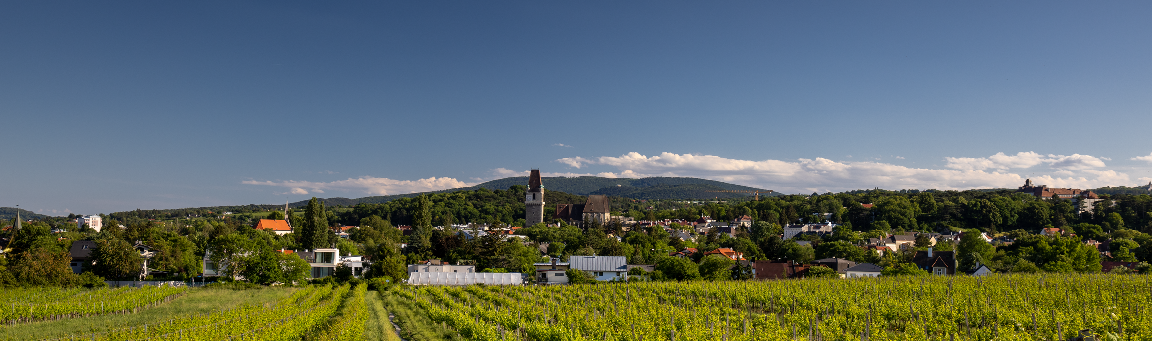 Blick vom Weingarten auf Perchtoldsdorf