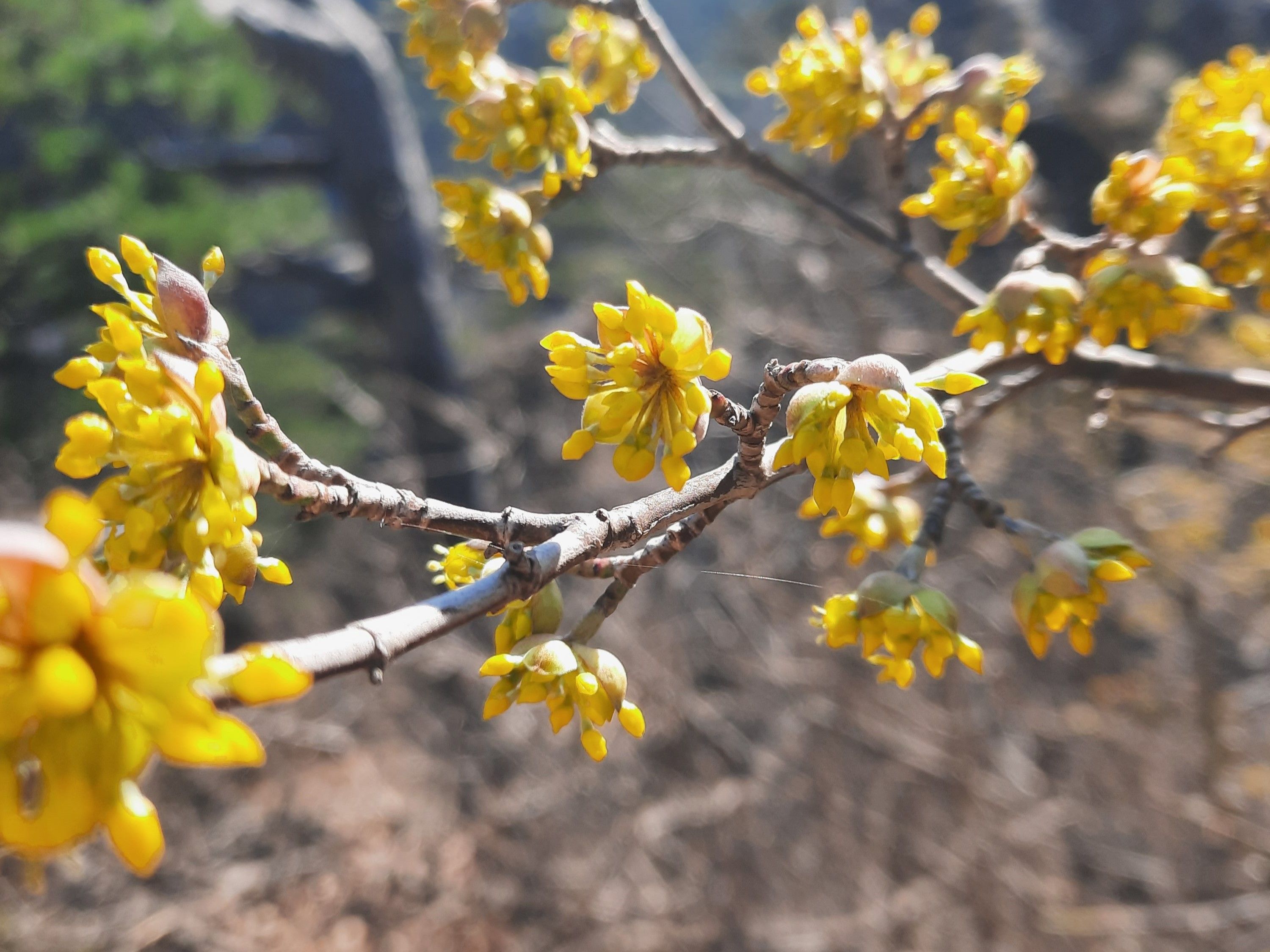 Dirndl (Cornus mas)