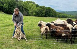Schäferin Christa hält vorsichtig eines ihrer Schafe ziwschen den Beinen, um den Kindern das Gebiss der Schafe zu zeigen.