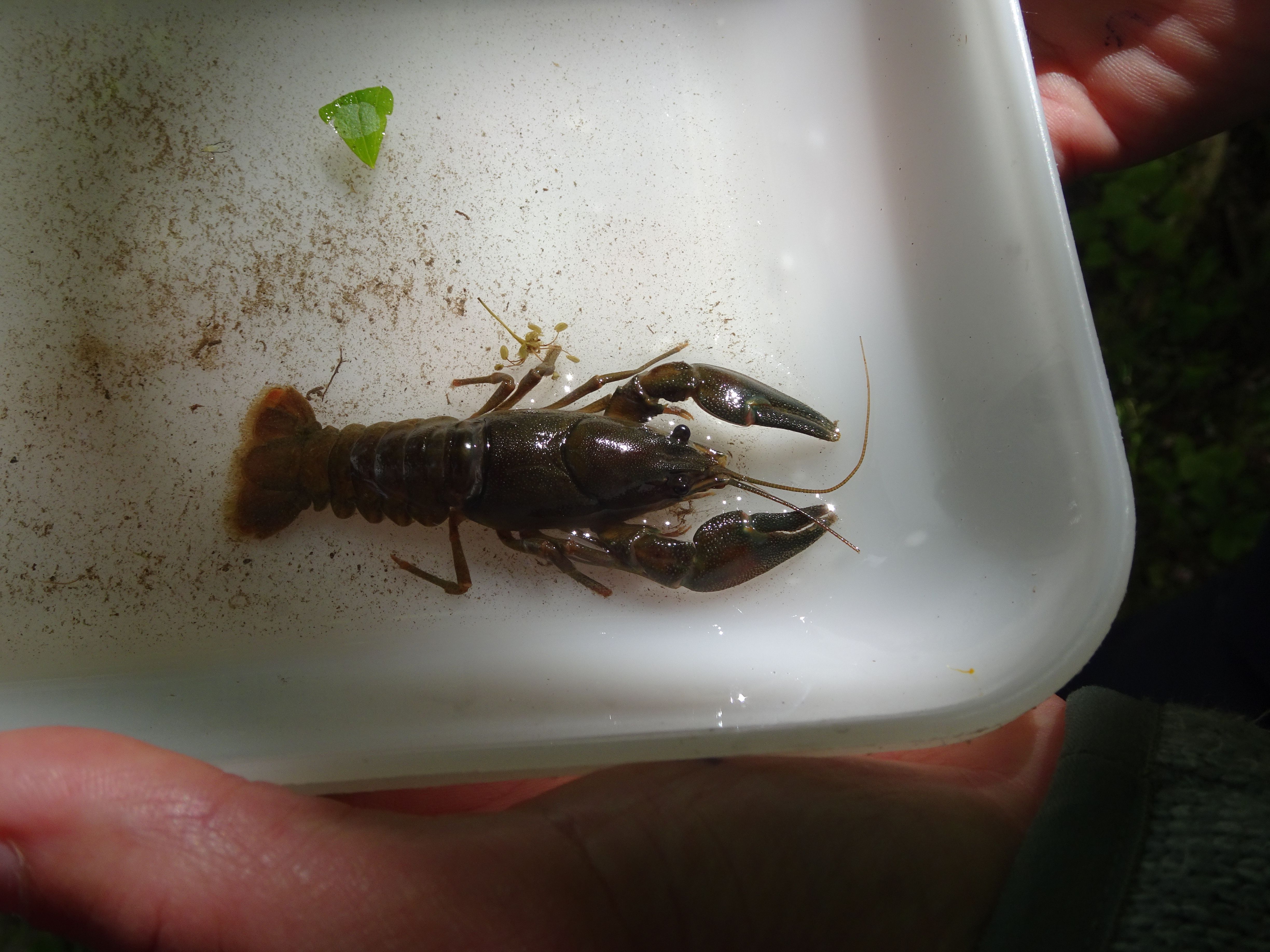 Signalkrebs (Pacifastacus leniusculus)