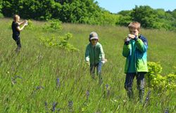 Kinder bewegen sich mit Becherlupen über die Gießhübler Heide.