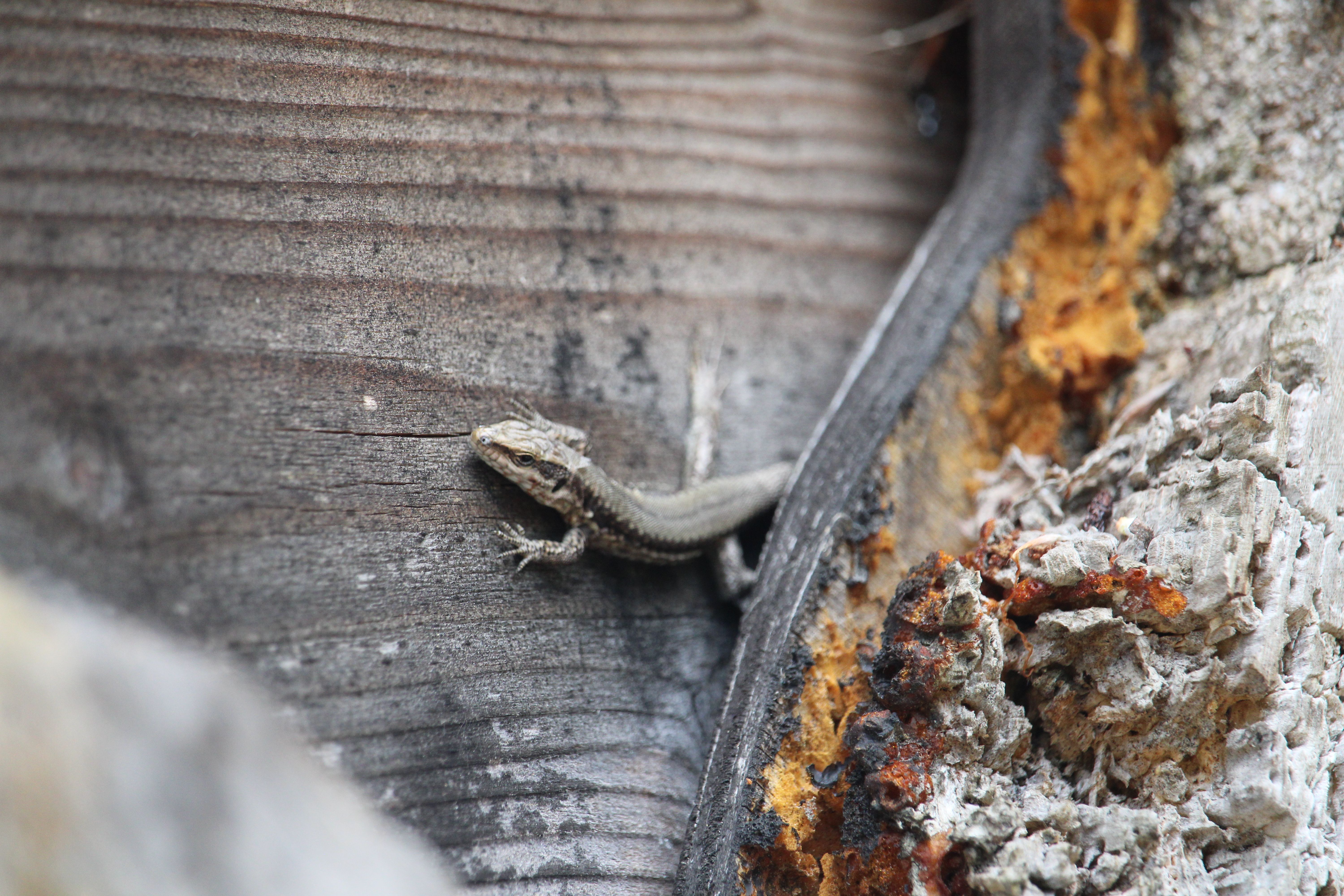 Mauereidechse (Podarcis muralis)
