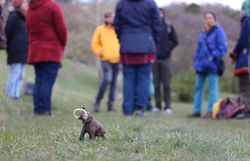 Was macht das Mammut bei der Fortbildung auf der Gießhübler Heide? Die teilnehmenden Schüler:innen werden es Anfang Mai bei den Naturpark Tagen erfahren.