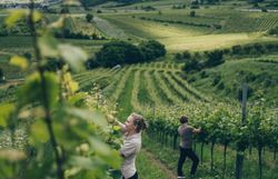 Inmitten der sanften Hügel des Wienerwaldes ernten Anna und Birgit Pferschy-Seper mit Freude die reifen Trauben. Die goldene Sonne taucht die Weinreben in ein warmes Licht und schafft eine harmonische Atmosphäre, die die Leidenschaft für das Winzerhandwerk widerspiegelt.