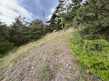 Trockenrasen am Frauenstein